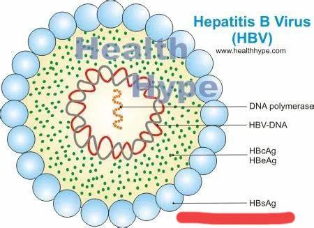 dane颗粒(乙肝表面抗原高怎么办?如何降下来?医生告诉你)