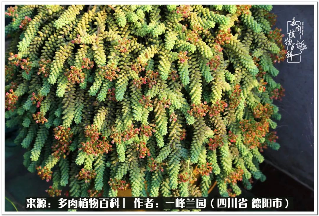 多肉桃蛋难度夏 在我这 它是最好养的品种之一 天天看点