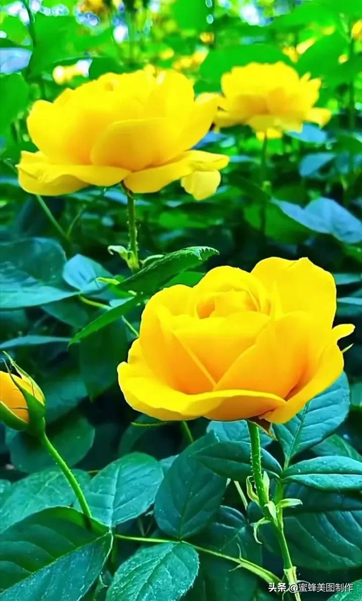 春末夏初,百花争艳,娇艳欲滴,令人神往