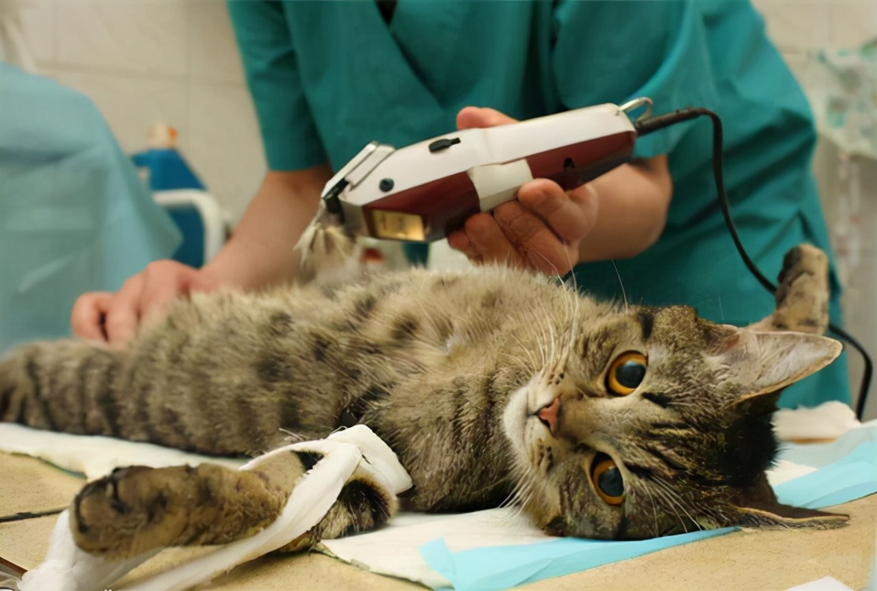 猫咪最新年龄换算表！猫咪1岁=人7岁，原来是错的，别信了