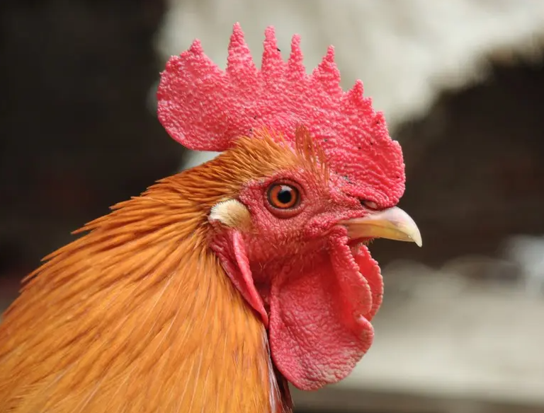 十年鸡头胜砒霜，鸡冠越老越有毒？提醒：真正不能吃的是这4种鸡