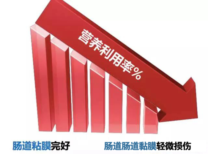 為啥夏季蛋雞腹瀉過料等腸道疾病反復(fù)不斷？一組簡圖帶您看明白