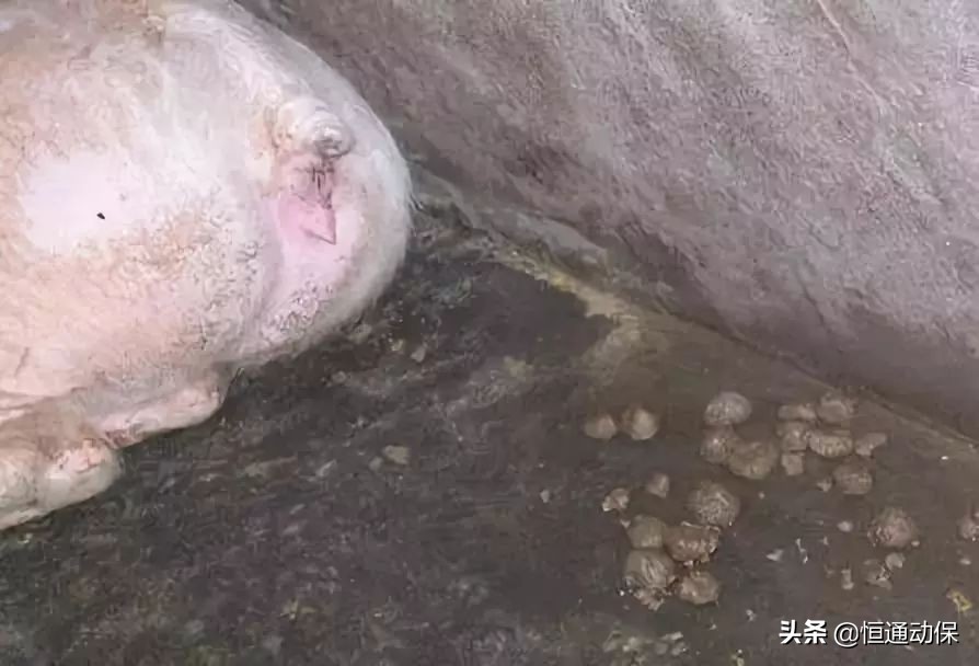 ��Ⱥ�����ǽ������������Ƹ���ô�죿