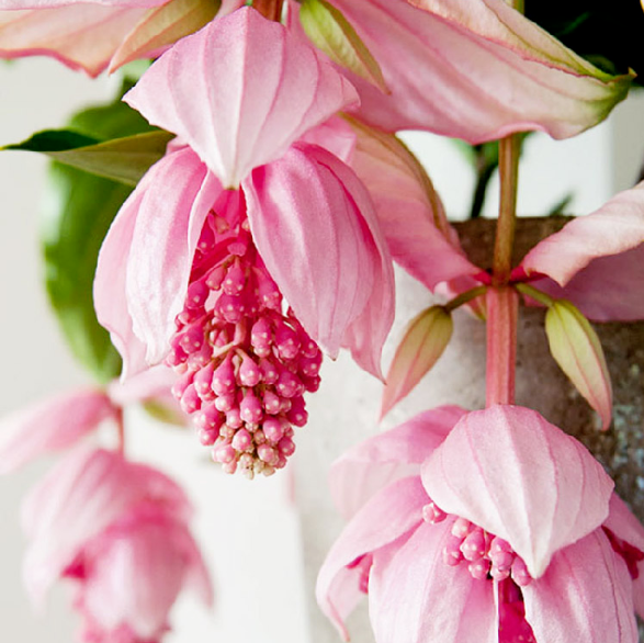 3.宝莲灯—大气又高贵的花!