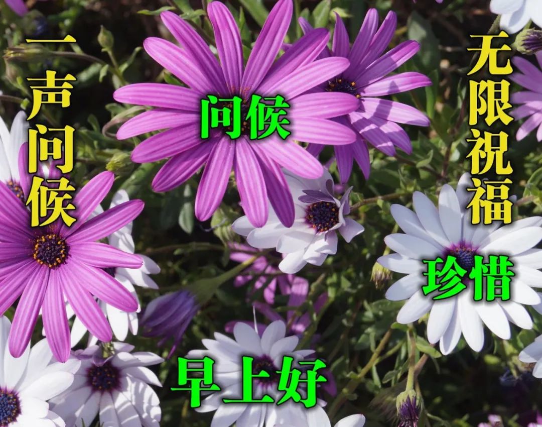最新早上好祝福动态表情图片大全，秋天早上好问候语句子图片