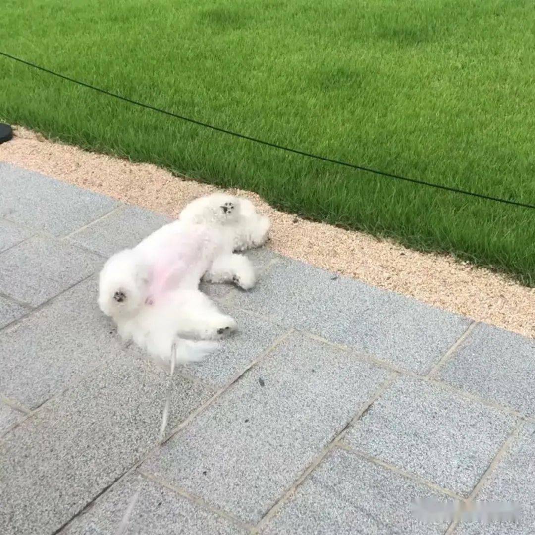韓國圓潤的棉花糖狗狗，可愛如天使，但另一面也很讓人抓狂啊