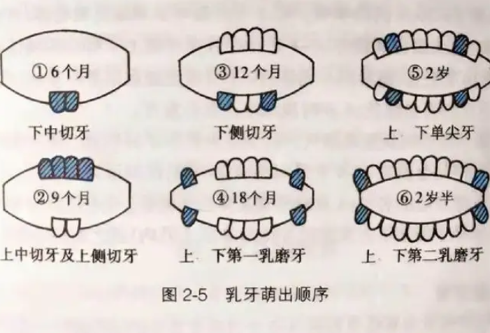 婴儿长牙早图片