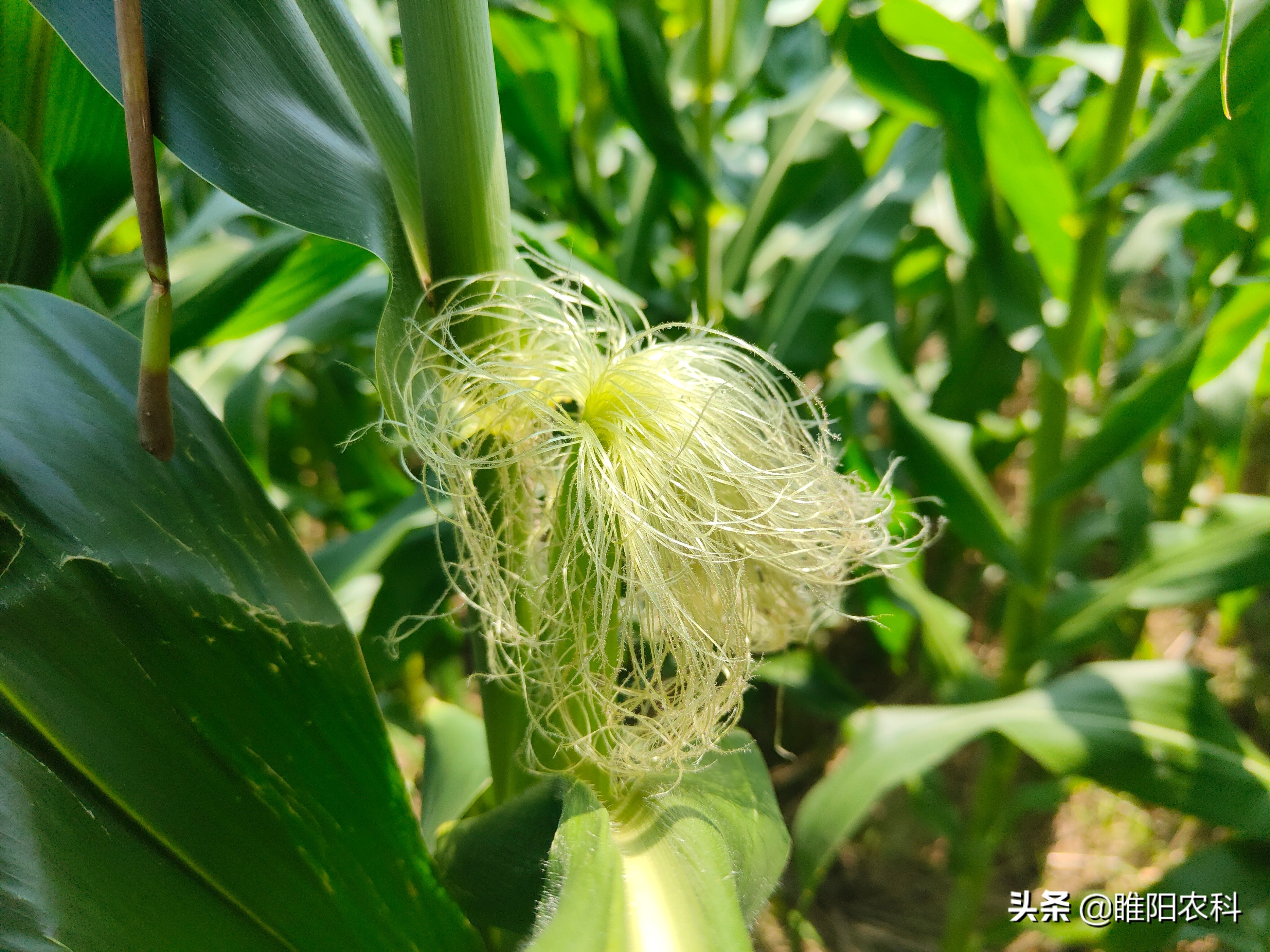 玉米为雌雄同株异位,雄穗在植株的顶端,一般有5～11个分支,每株花粉量