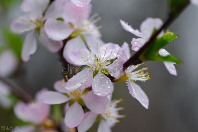 春雨｜我在等你，等下完这场雨