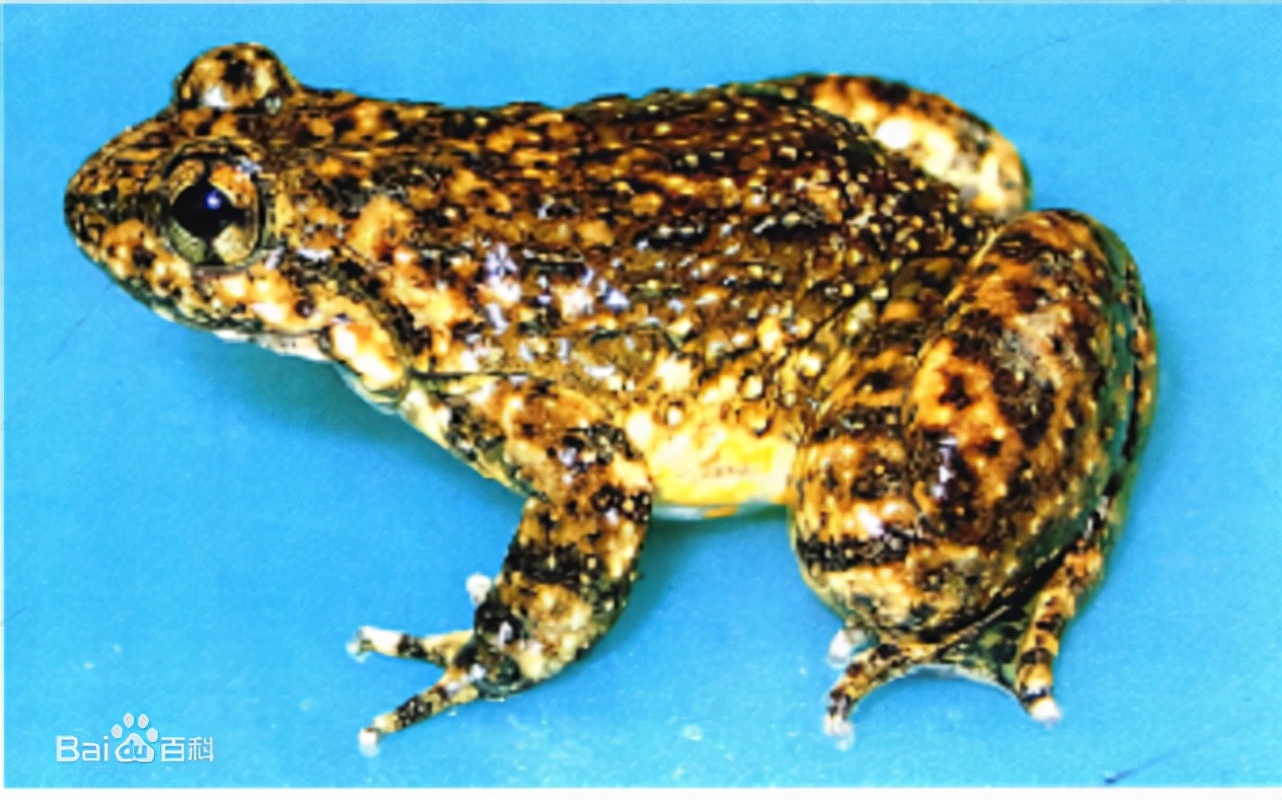 吉林女子冬捕，冰雕蛤蟆火了！林蛙属于哪一级国家保护动物