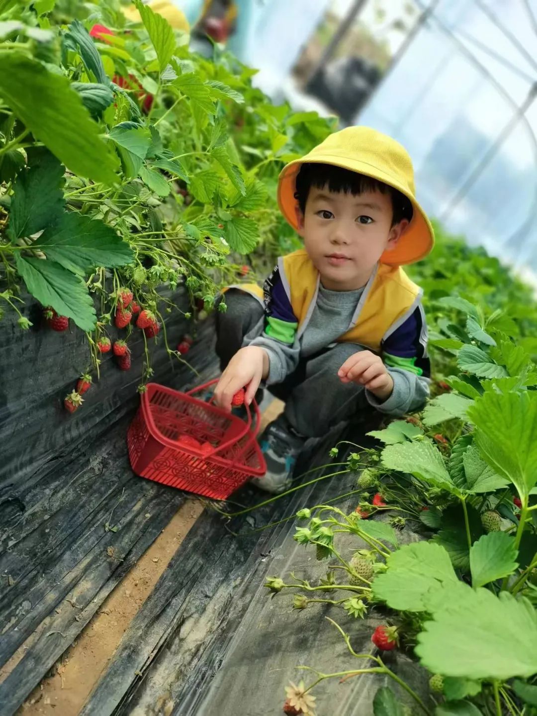 高新区汇爱幼稚园丨“莓”好时刻“莓”你不行