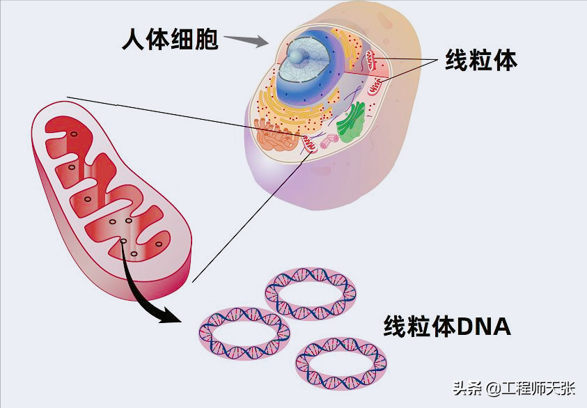 杭州杀妻案细节曝光！常规方法无效，最后线粒体DNA技术锁定证据