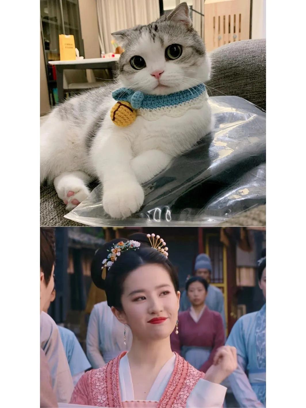 猫跟#刘亦菲撞脸了#梦华录#