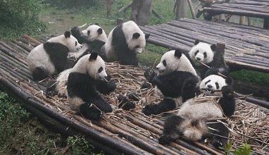 大熊猫生活在什么地方？一文读懂大熊猫分布区域-第25张图片