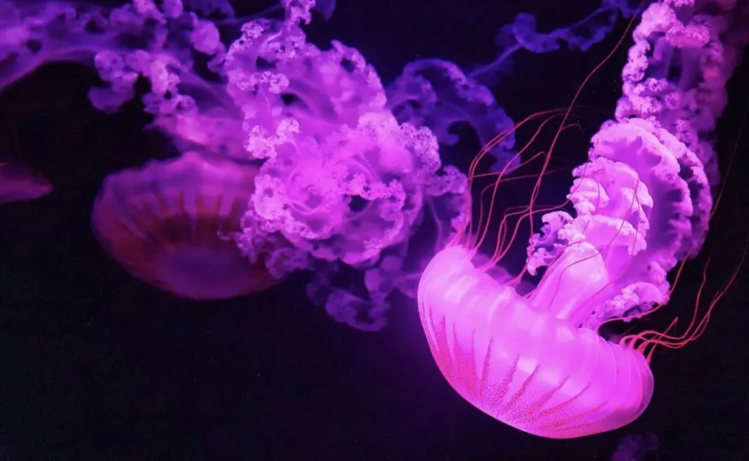 Web 3.0 只是高成本版的 P2P 而已