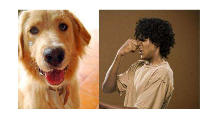 可卡犬價格 可卡犬多少錢一只,可卡犬多少錢一只