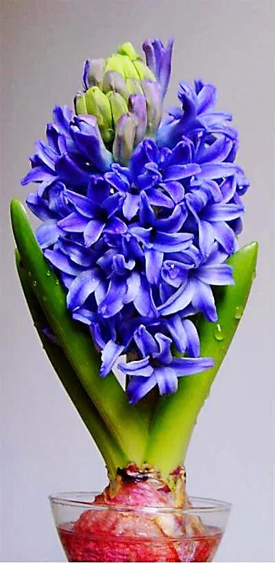 风信子～植株低矮整齐,花序端庄,花色丰富,花姿美丽,花有香味