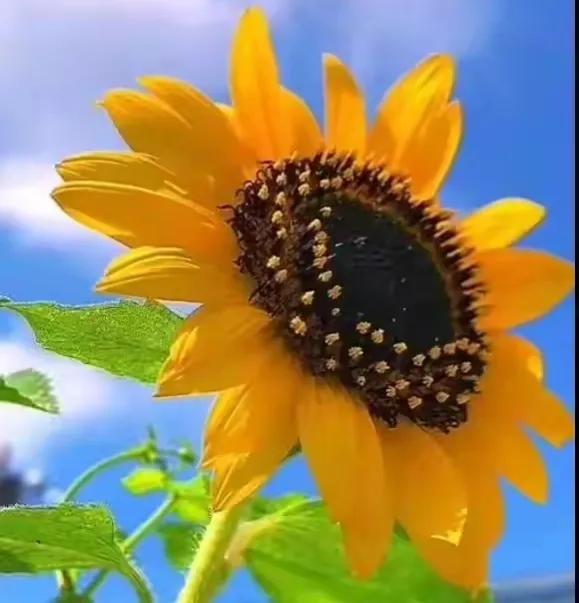 青春 高考作文（2022高考作文押题）