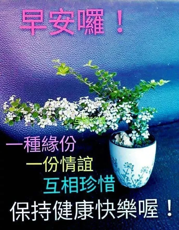 春日特漂亮的清晨鲜花早上好图片带字，祝愿工作顺利、生活甜美图片