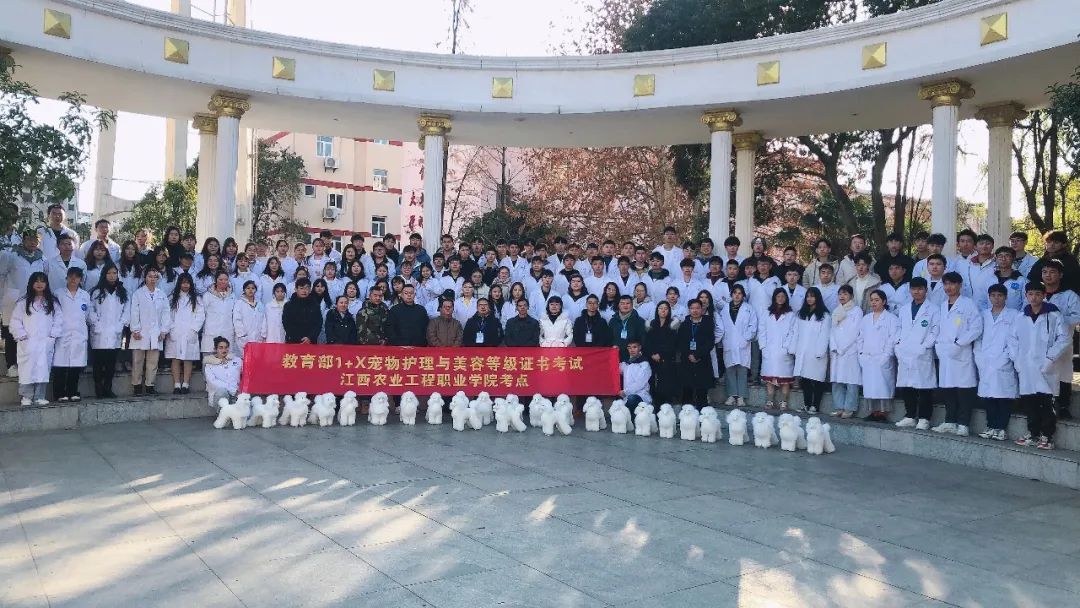 培养数万从业者，经典宠物美容陈佳炜：这是世界上最治愈的工作了