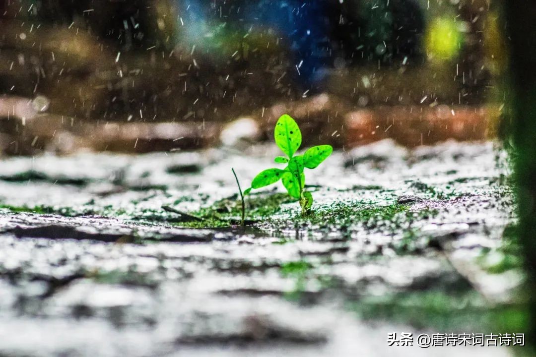 春雨蒙蒙地下