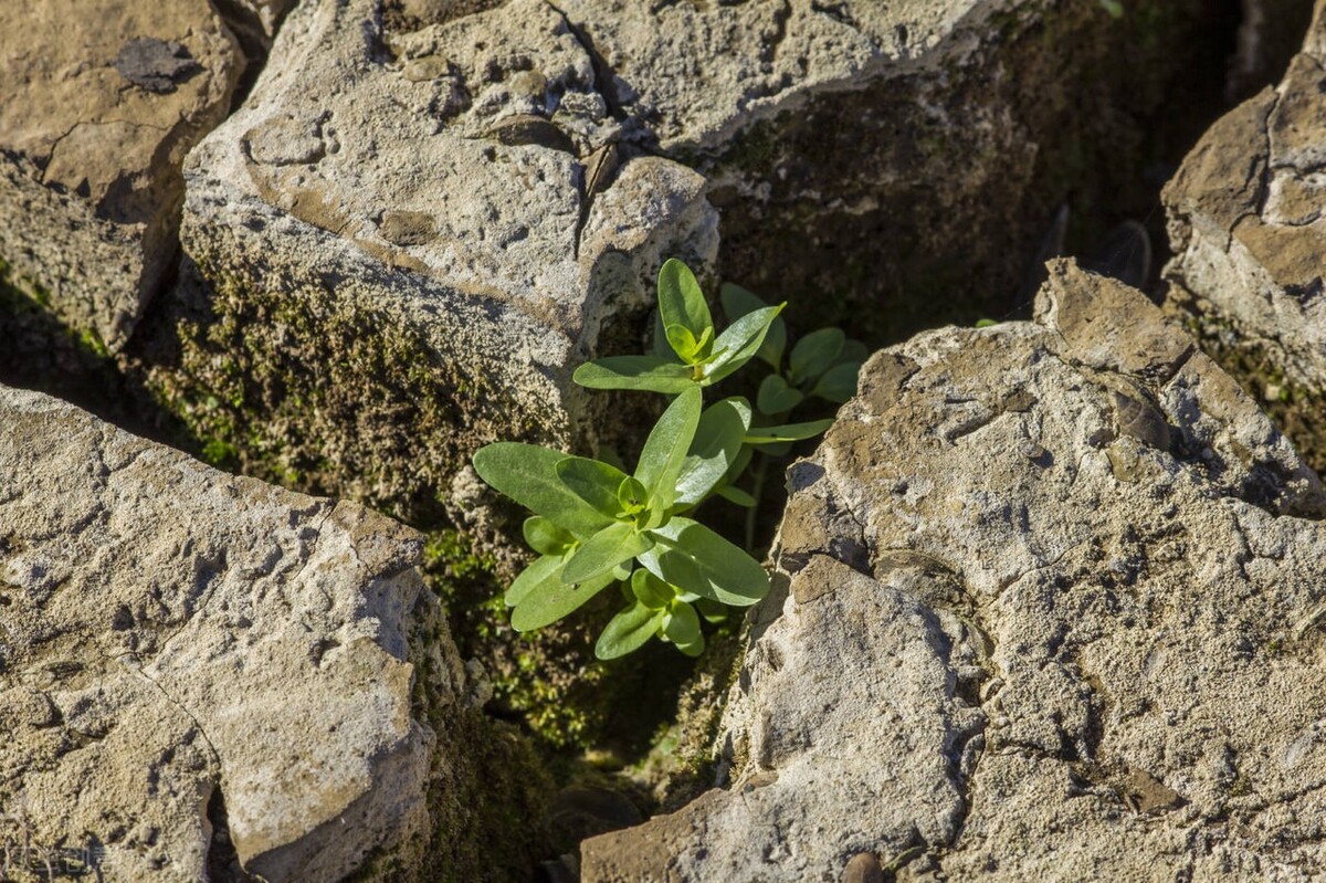 15个可以发朋友圈的句子（已配图） 经典珍藏