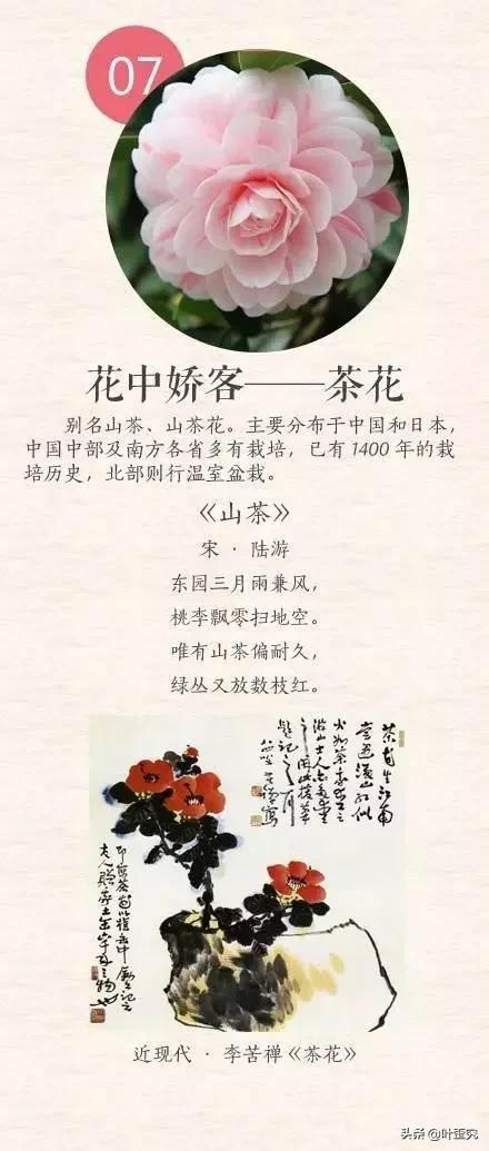 中国十大名花,您都知道吗?