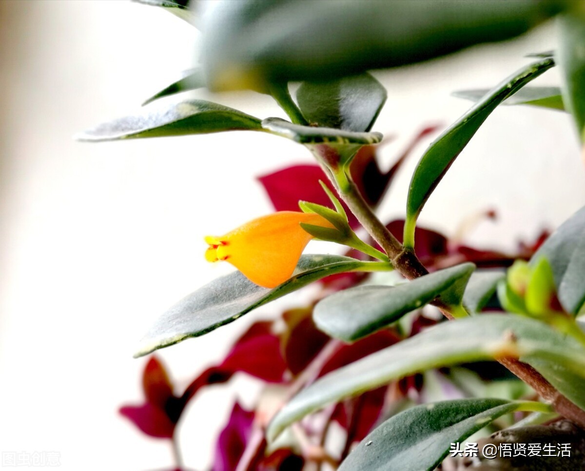 自带 贵气 的四种花 都是 招财花 家里养一盆 富贵且吉祥 天天看点