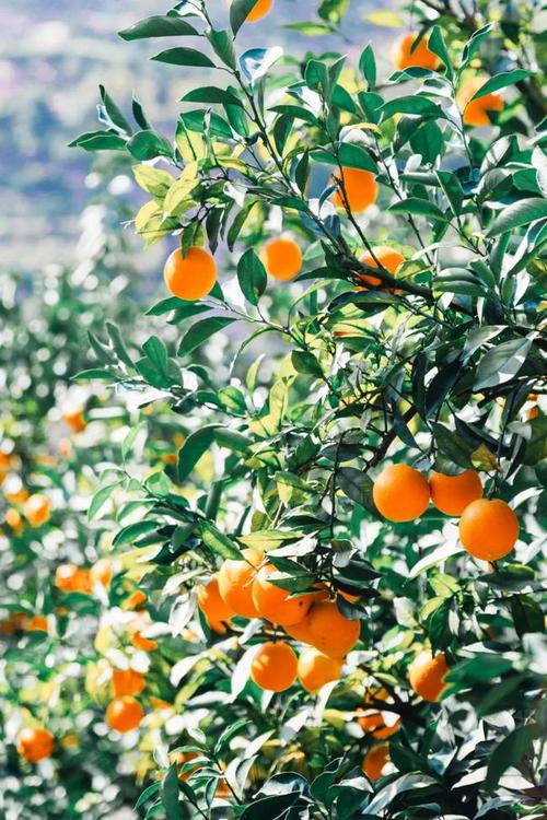 师徒情深！中考作文参考范文《你的馈赠点燃了我》