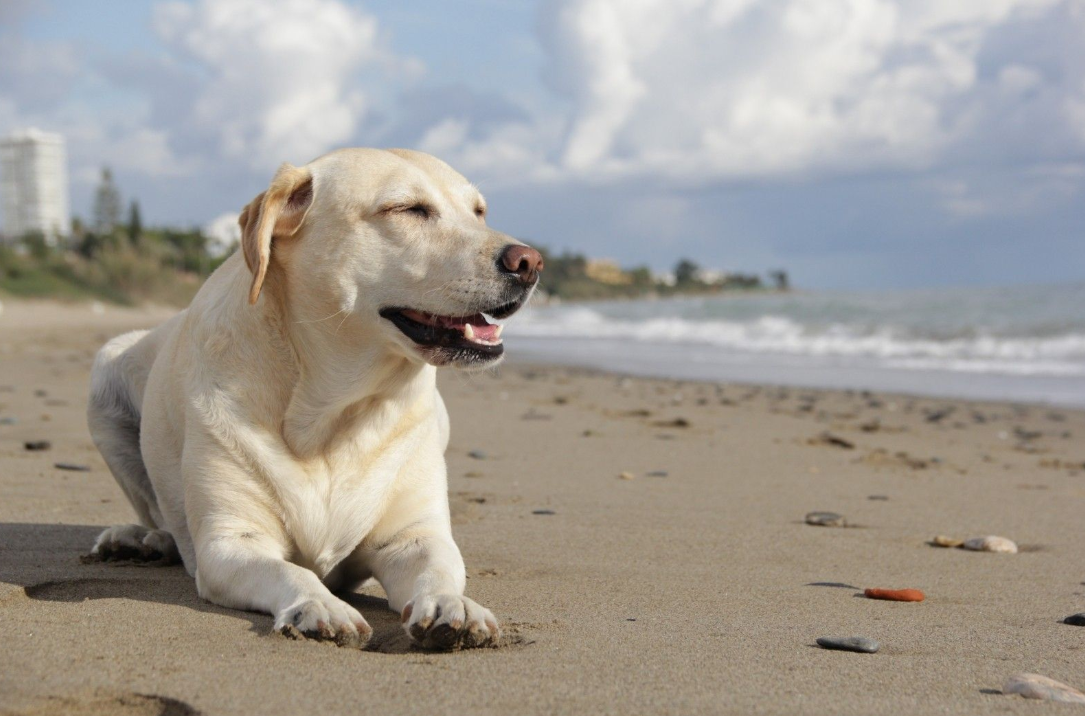 拉布拉多吃什么牌子狗粮好(泰迪犬吃什么牌子的狗粮好) - 114货源网