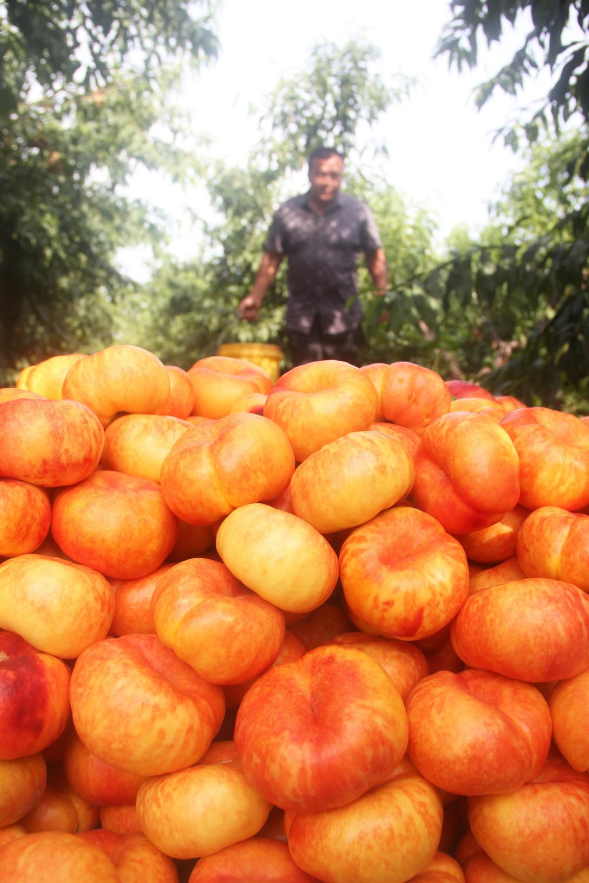 唐山市丰润区泉河头镇：桃子熟 采摘忙
