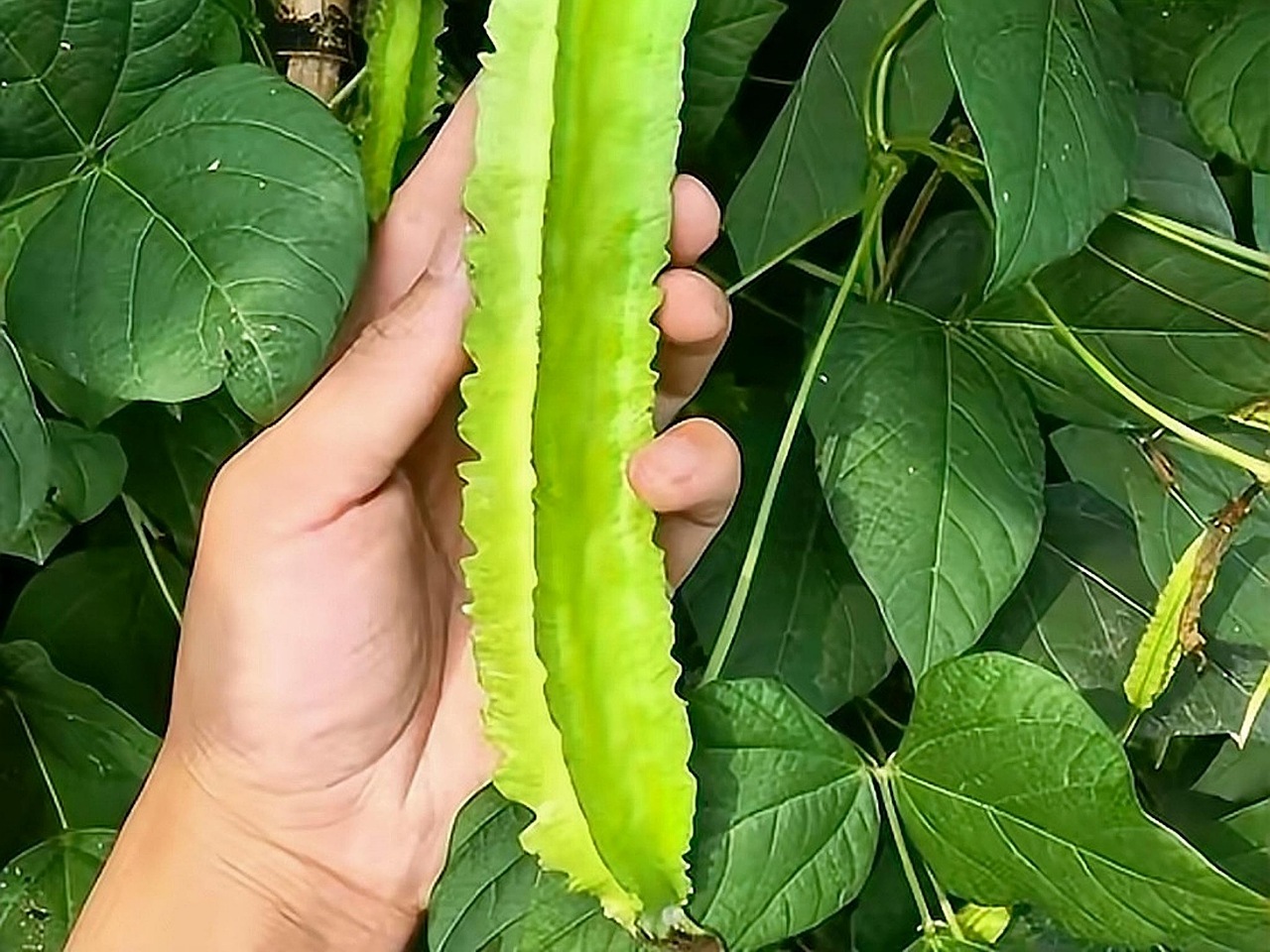 “豆中之王”四棱豆，豆角里的另类，见过的人不多，吃过的人更少