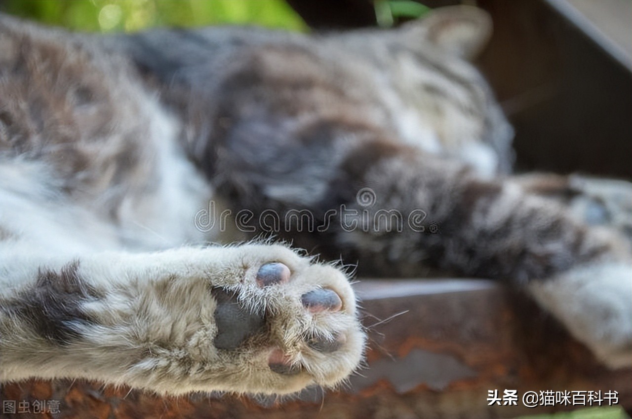 家有萌猫的看过来，学会这几点，夏季帮它们消暑降温