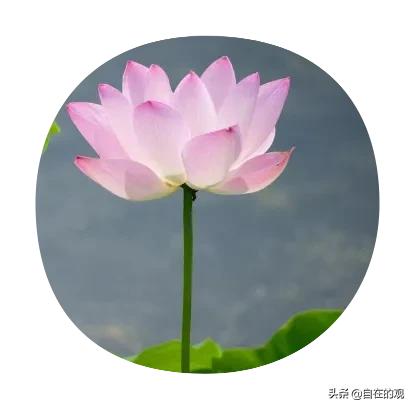 大s和汪小菲怎么离婚了，为什么