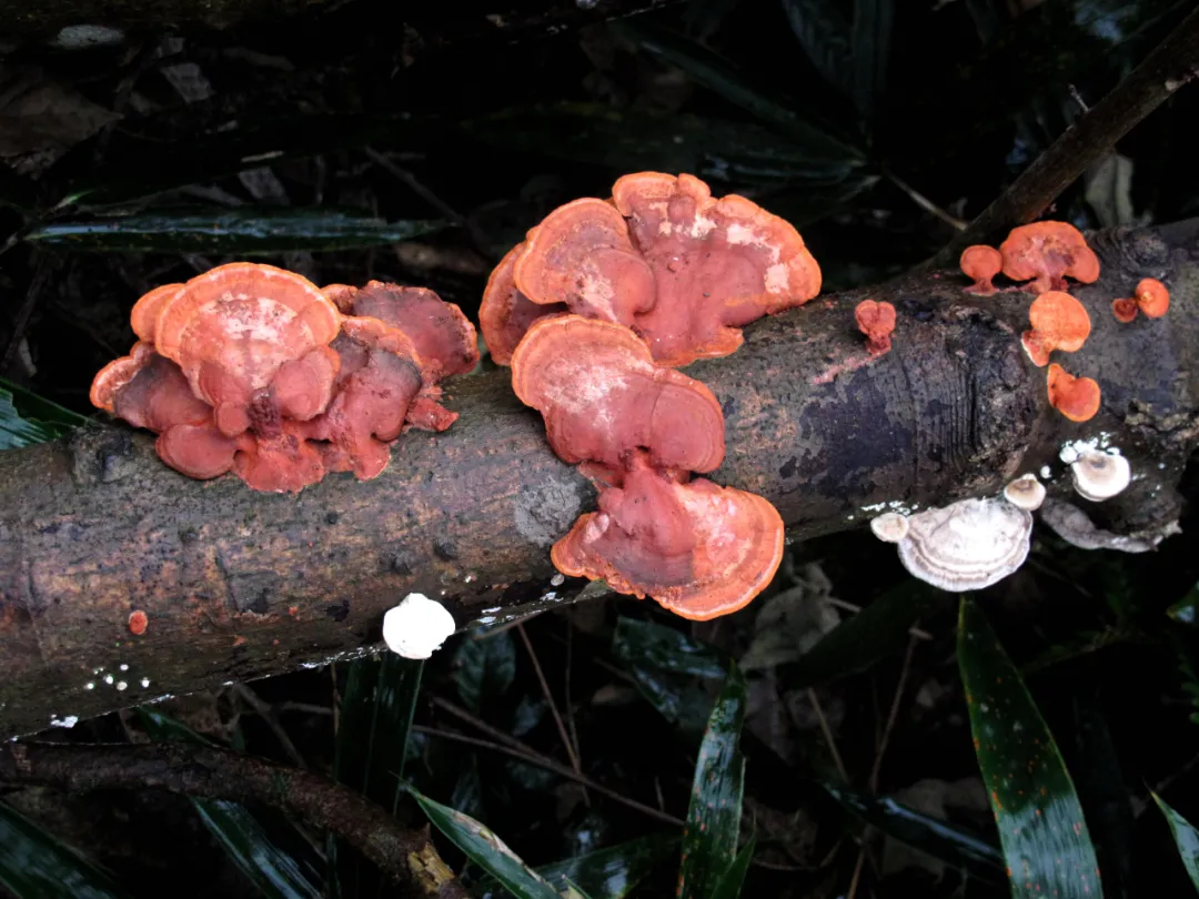 冬日在密林中,遇见各色树舌灵芝