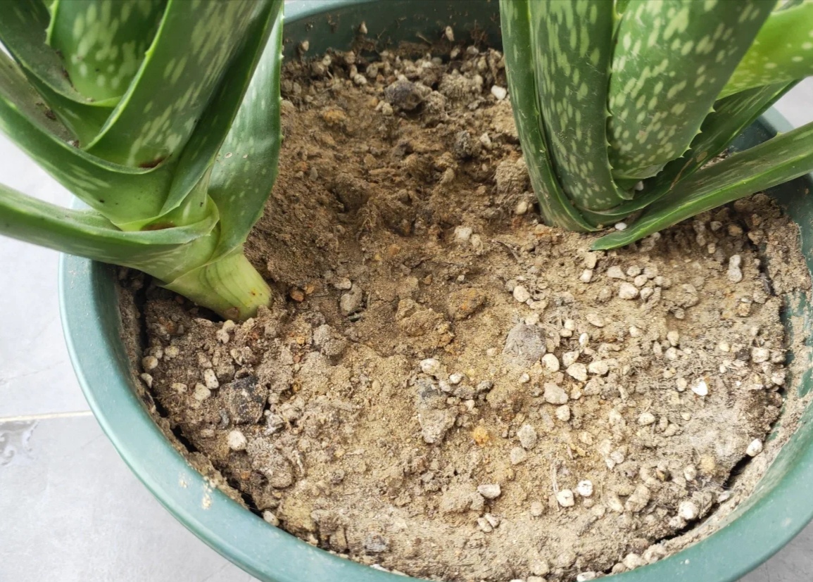 盆土硬得像石頭？澆碗自制的肥水，讓土壤松軟得像面包，種啥啥活
