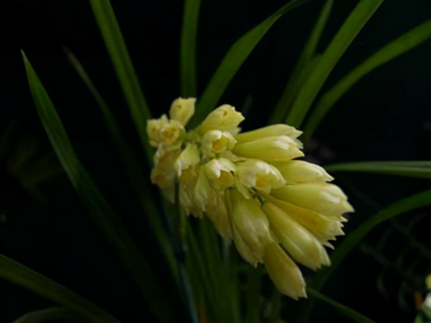 29个兰花品种，名称与图片都在这里了，你还傻傻分不清吗？