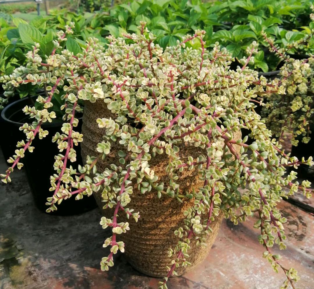 多肉植物图片大全（百种常见多肉图鉴比花还美你认识几种）