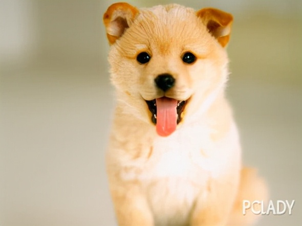 宠物犬猫胰腺炎治疗方法与护理要点