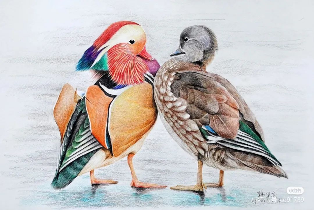 彩铅绘画素材—身披彩翼，心有灵犀一点通，五彩斑斓的鸟儿彩铅画