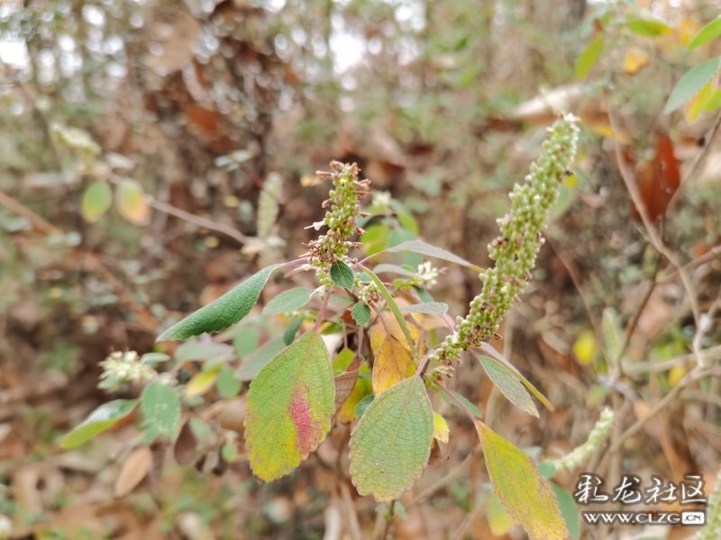 美丽胡枝子（一年四季不同地区全年开花的蜜源植物）