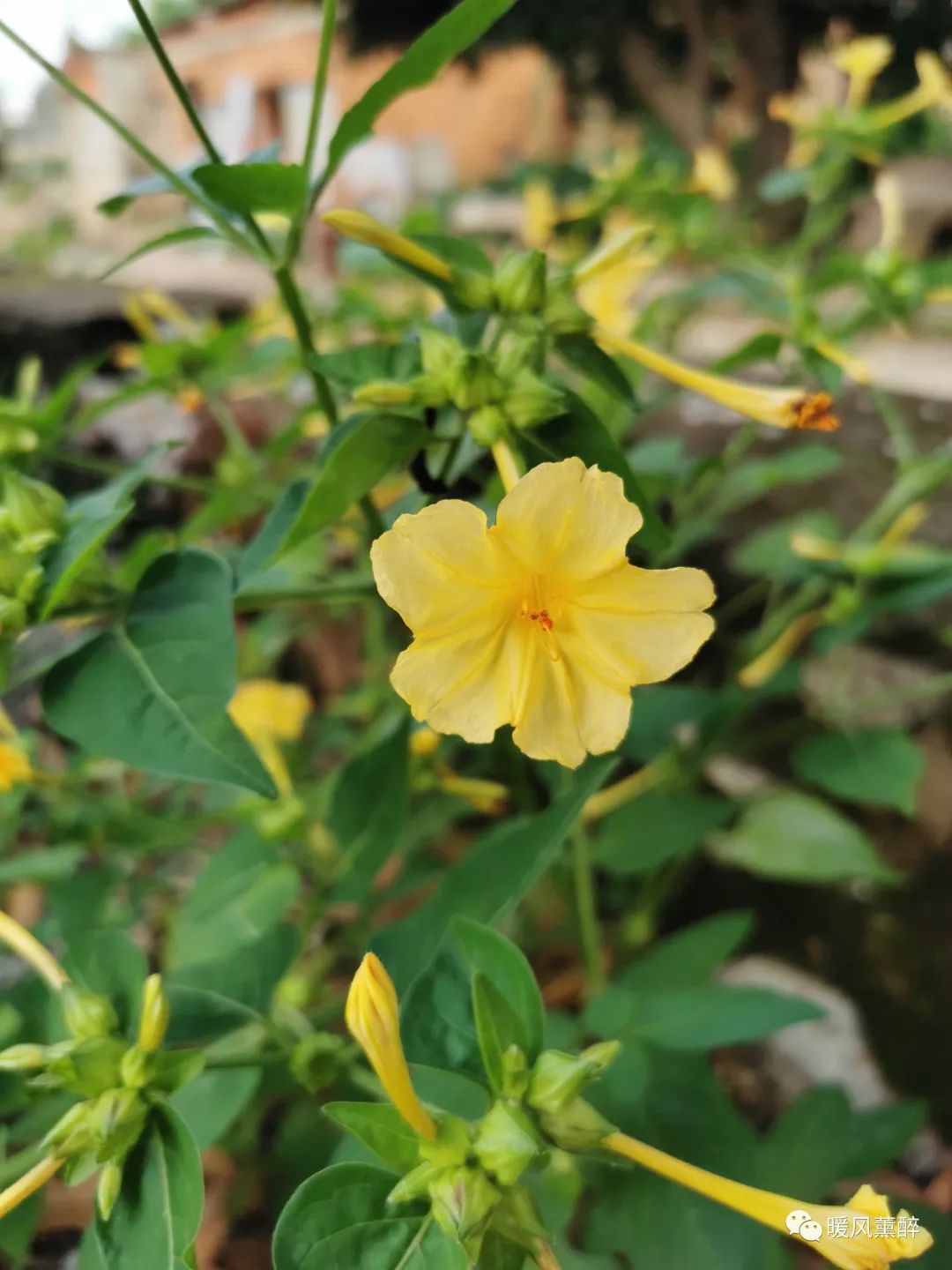 阳光盛满庭院，植物与心灵，向天恣情生长