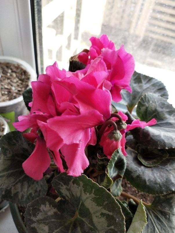 冬天就養這4種花 從冬一直開到夏 好養又漂亮人見人愛 天天看點