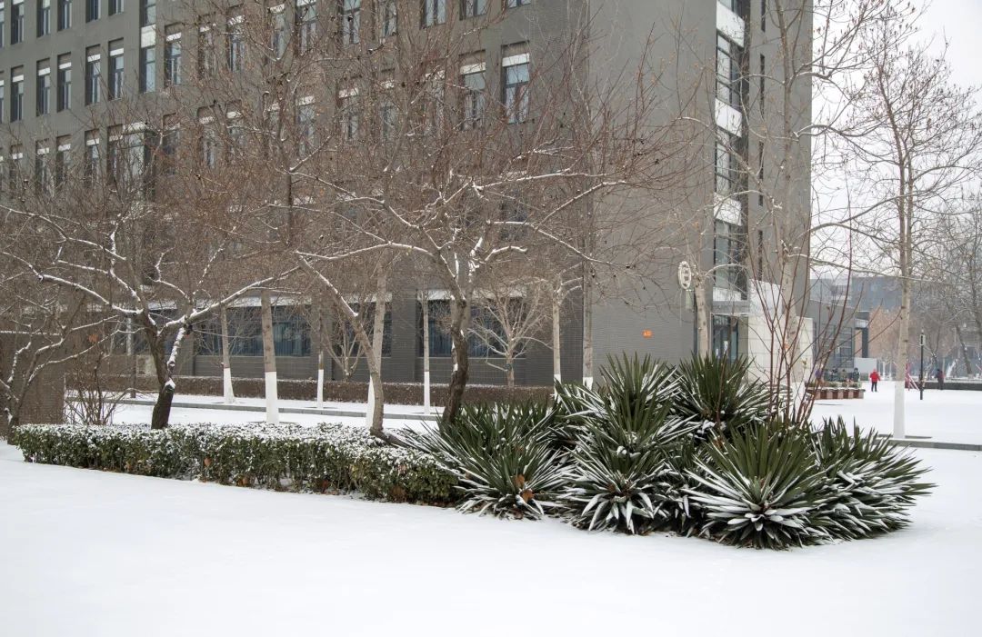 开年瑞雪，师大校园寂静如诗