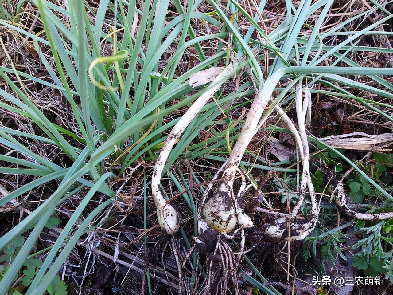 跟我一起認識這13種野菜，附帶圖片，若見到，別錯過