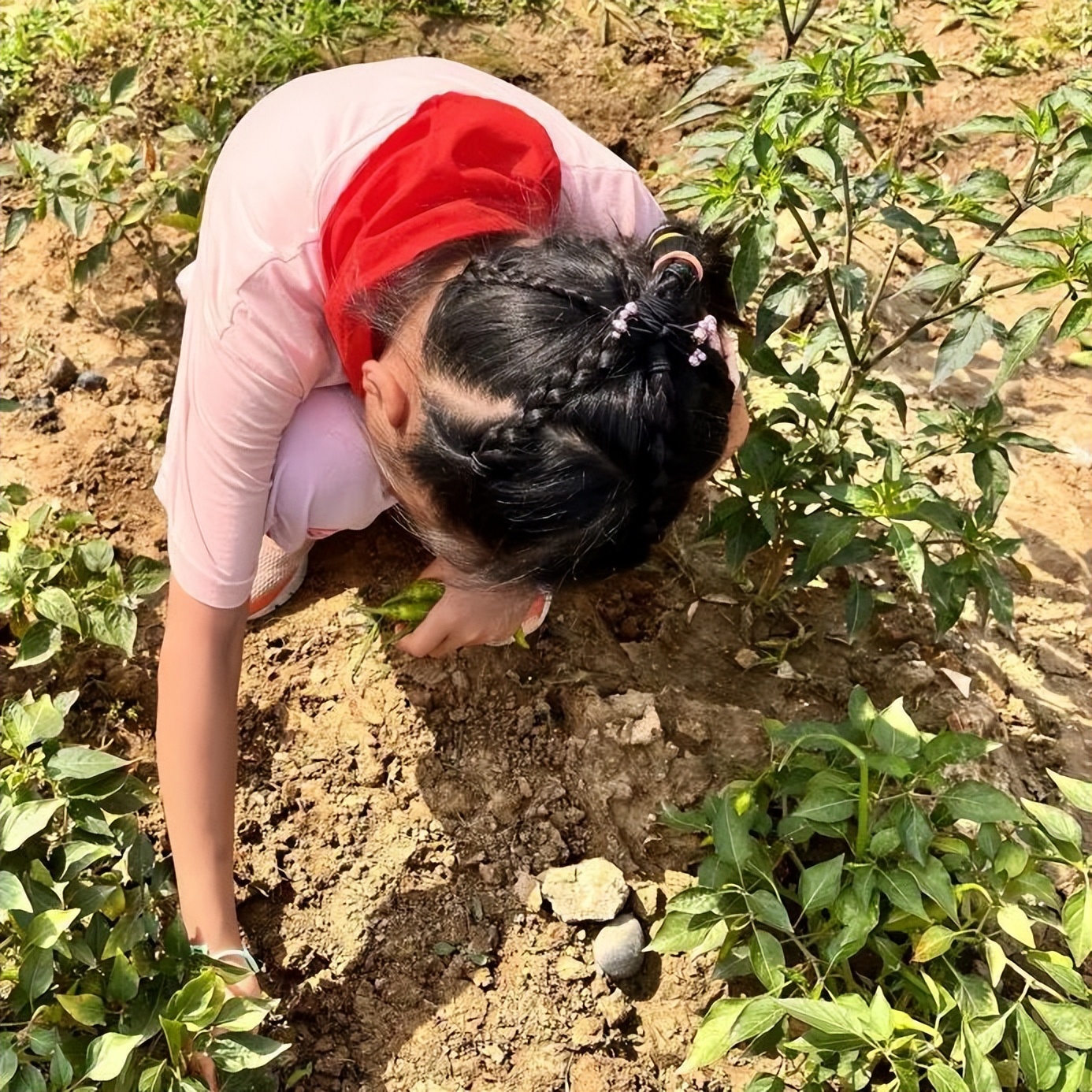 节气深耕.芒种节气｜成都高新区朝阳小学开展丰富多彩的节气活动