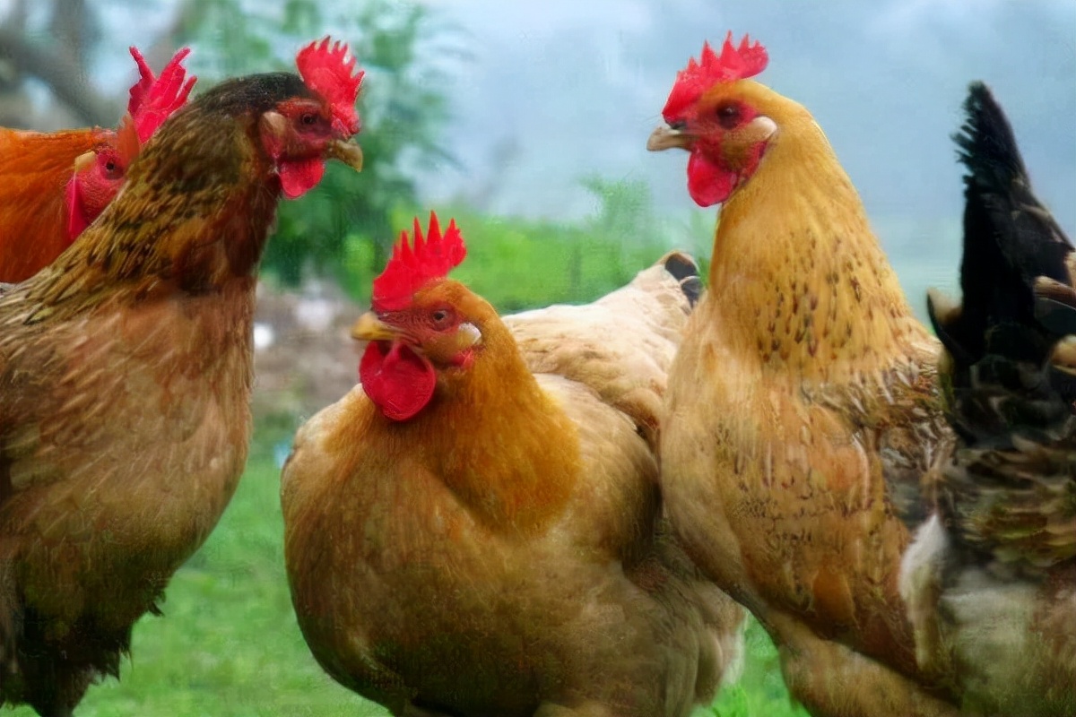 养鸡的利润分析，养鸡1000只需投资多少？