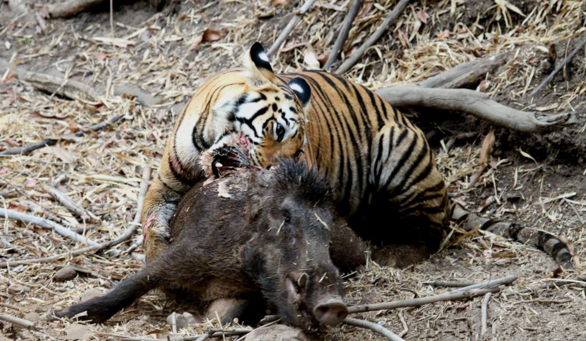 保护21年！野猪或不再是三有野生动物，但未必是好事情，为什么？