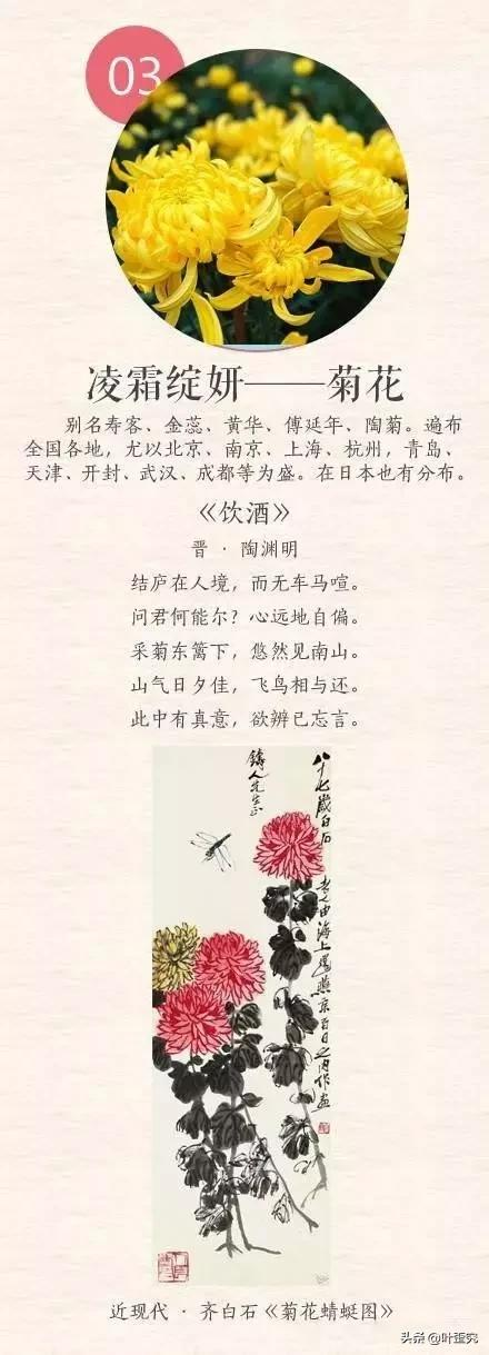 中国十大名花,您都知道吗?