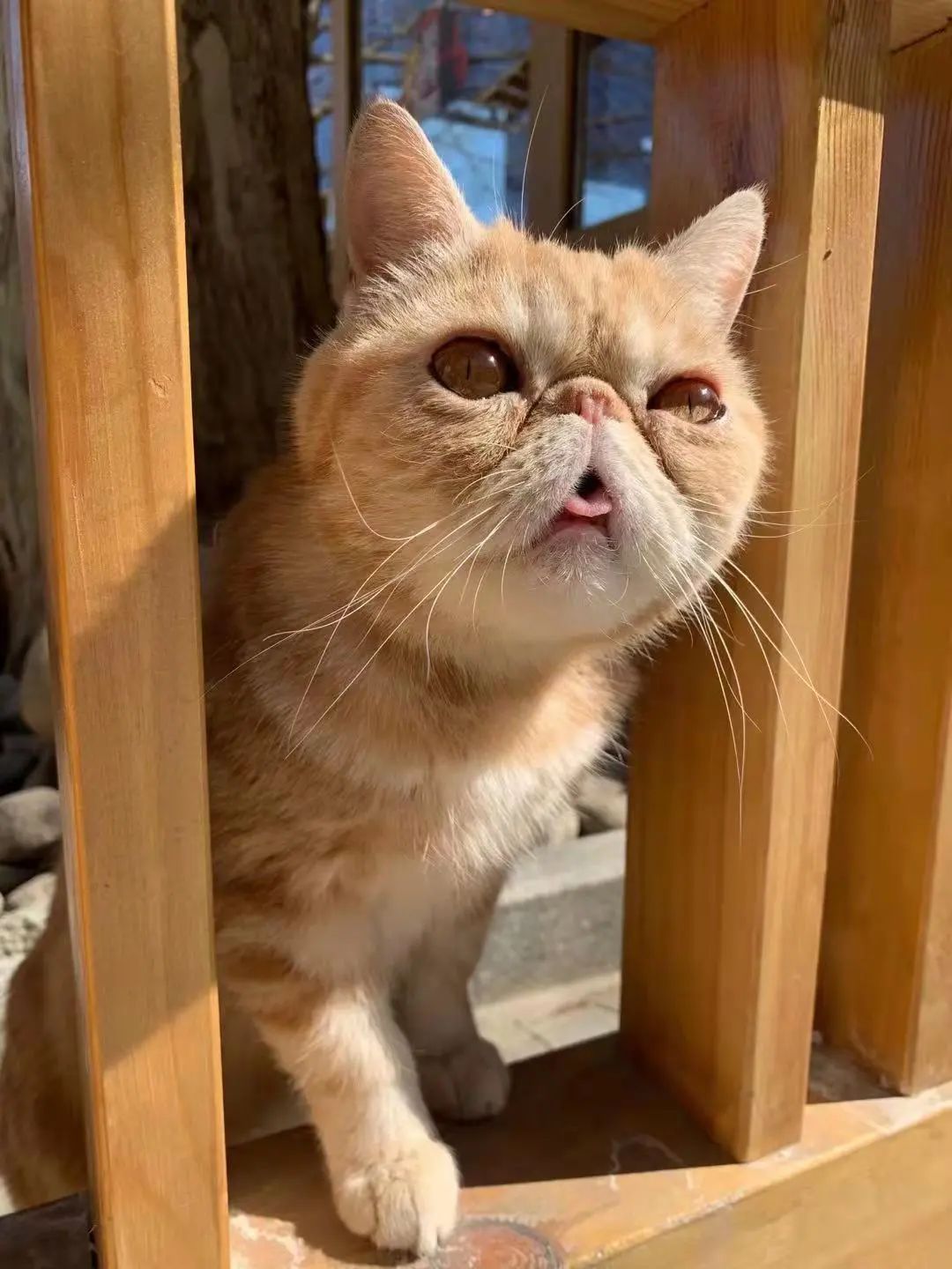 我可是拥有“三岁画老”天赋的小猫咪